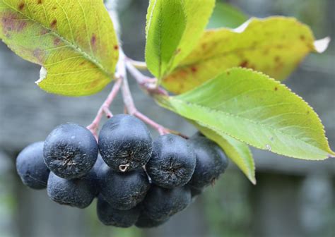 Черноплодка