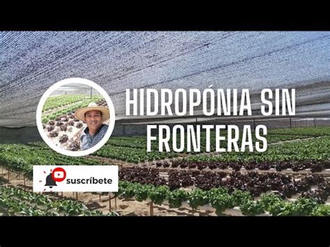 HIDROPÓNIA PASO A PASO RESULTADOS DE FABULOSOS DE GERMINACION