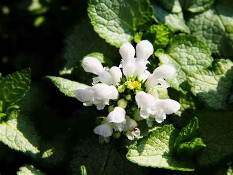 24 Spring-Blooming Perennials You Should Be Planting Right Now - A-Z ...