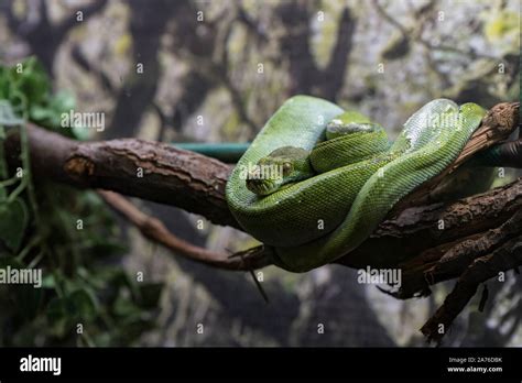 Green Snake Hanging On Branch Ready To Attack With Fatal Venom Stock