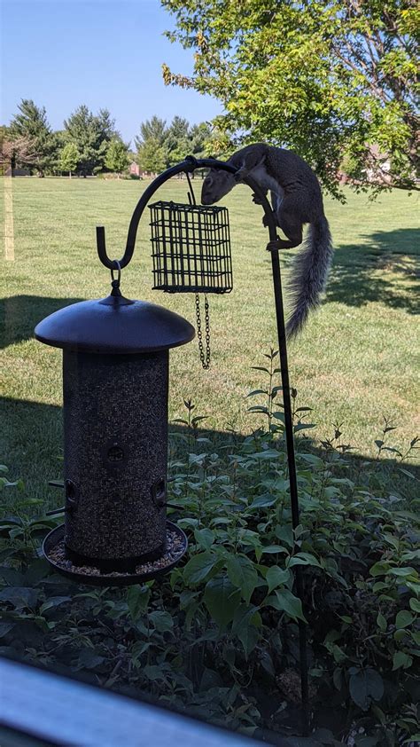 squirrel proof 🤣 : r/squirrels