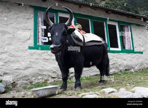 Yak Nepal Hi Res Stock Photography And Images Alamy