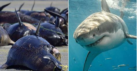 Great White Shark Feeding Frenzy Could Be Triggered by Mass Whale ...