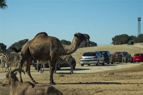 Safari Madrid Aldea Del Fresno Spain October 20 2019 Safari