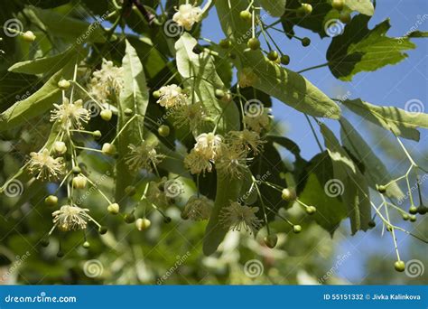 Linden Tree Flowers stock photo. Image of close, fresh - 55151332