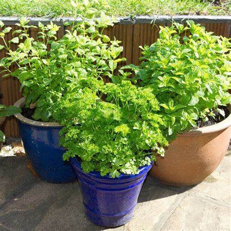 Buy Names Of Herbs Plants Online From Nurserylive At Lowest Price