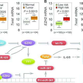 Clinical Relevance Of The EZH2miR 361 Twist Axis In EC A QPCR