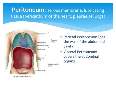 Ppt Digestive System Powerpoint Presentation Free Download Id1944042