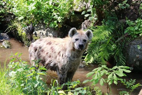 Heimliche F Tterungen Machen Tierpark Tiere Krank Antenne Sachsen