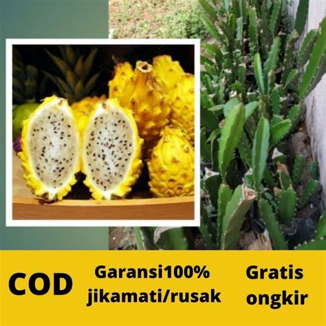 Jual BIBIT BUAH NAGA KUNING SUPER UNGGUL Shopee Indonesia