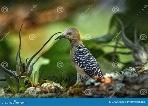 Hoffmanns Woodpecker Melanerpes Hoffmannii Resident Breeding Bird