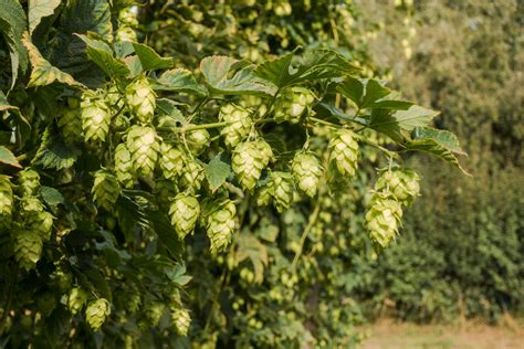 Bijzondere Tuinplanten En Speciale Bomen Kiezen Aveve