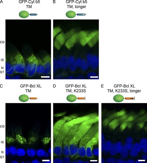 Localization Of Er And Mitochondrial Targeted Gfp Tagged Transmembrane