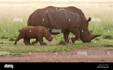 White Rhinoceros Ceratotherium Simum Mother And Calf Rhino And Lion