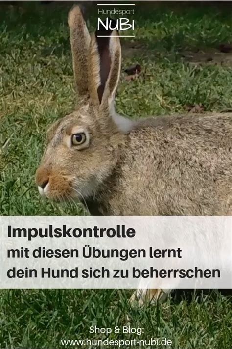 Bungen Zur Impulskontrolle F R Deinen Hund Hundesport Tipps Zur