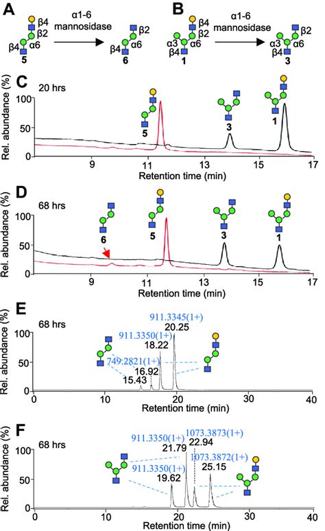 Parallel Comparison Of Enzymatic Reactions Of Linear And Branched