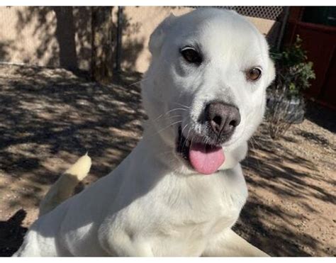 Mesa AZ Shiba Inu Meet BUBBLE GUM A Pet For Adoption AdoptaPet