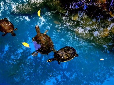 Tiempo máximo sin comer una tortuga todo lo que necesitas saber MQM