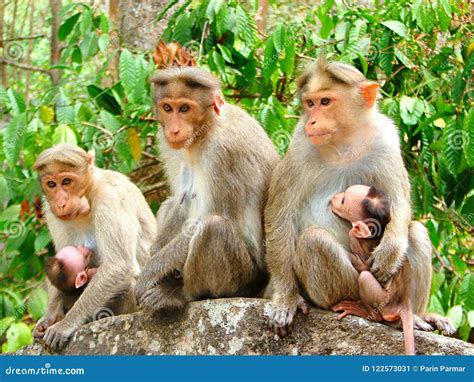 Team Monkey - Different Facial Expressions - Group of Rhesus Macaque ...