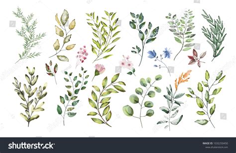 Watercolor Illustration Botanical Collection Set Wild Stock Illustration 1032250450