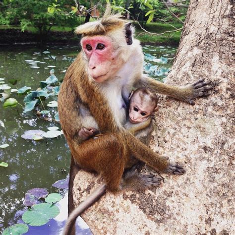 Premium Photo Close Up Of Monkey Against Trees