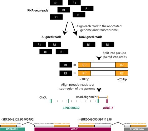 Upper Schematic Outlining Rna Seq Split Read Mapping Approach