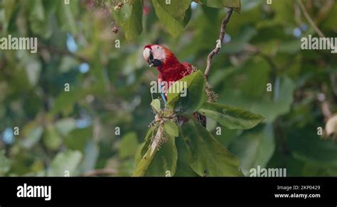 Lone Scarlet Macaw Ara Macao Eating Fruits At Tree Branch And Leaving