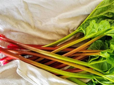 Rhubarb In Peak Of Season Mid West Farm Report