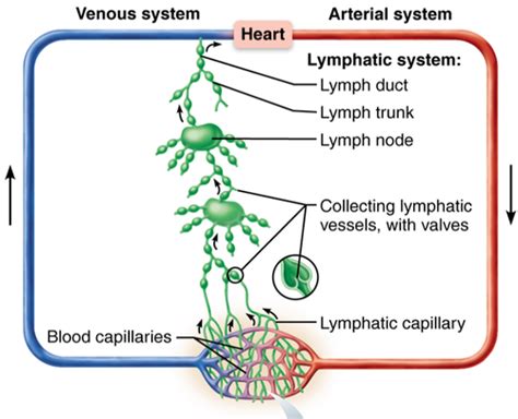 Chapter 21 Lymphatic System Flashcards Quizlet