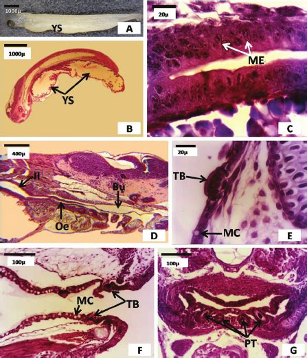 A And B Newly Hatched Larvae With Large Yolk Sac Ys And Closed