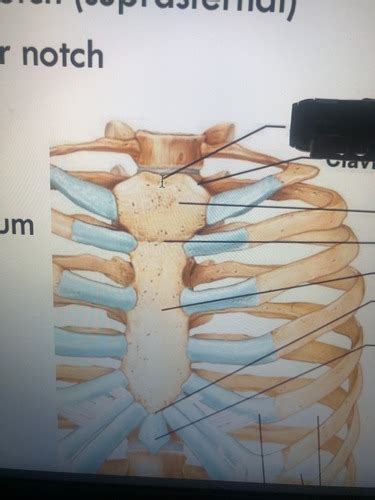 Thorax Flashcards Quizlet