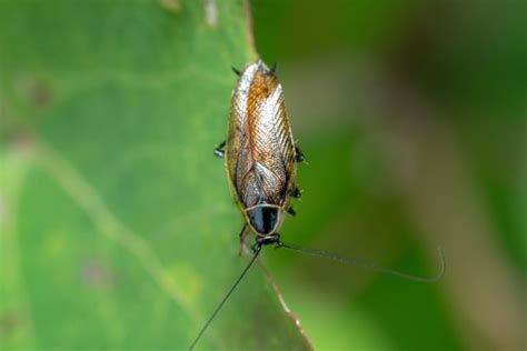 Les cafards de jardin comment les reconnaître et s en débarrasser