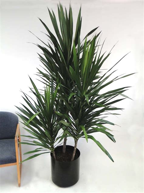 14″ Tarzan Staggered Bush – Sunshine Tropical Foliage – Home of the ...