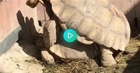 Turtle Sex  On Imgur