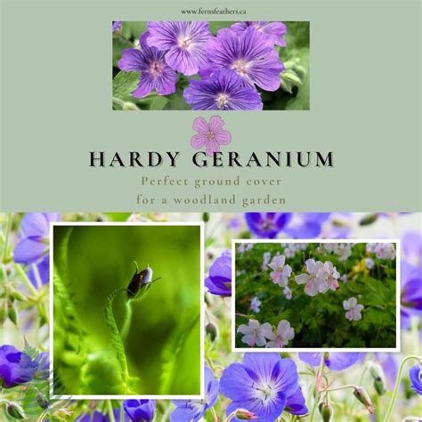 Can Hardy Geraniums Be Used As Ground Covers — Ferns And Feathers
