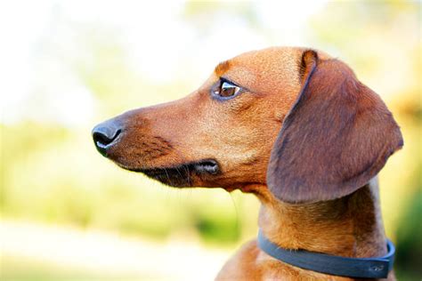 Best Dachshund Dog Side View Profile Stock Photos Pictures And Royalty