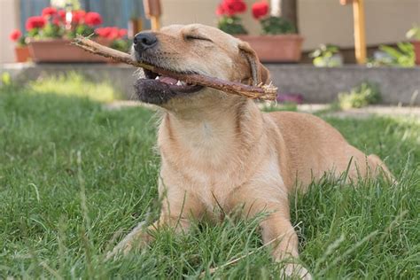 犬の噛み癖の治し方って？正しいしつけ方法 ブリーダーナビ