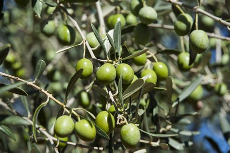 Manzanilla cacereña, la aceituna de nuestra finca