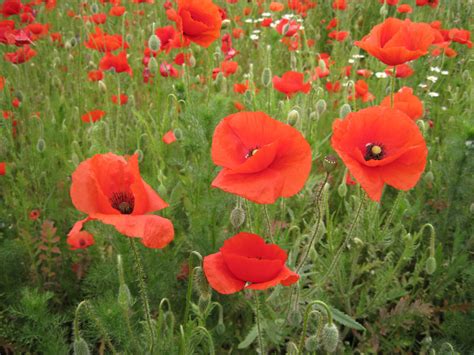 Hungary Poppies Rose Plants Inspiration Flowers Biblical