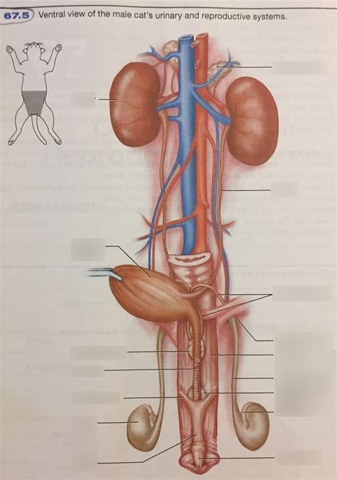 Male Cat Anatomy Diagram - Cat's Blog