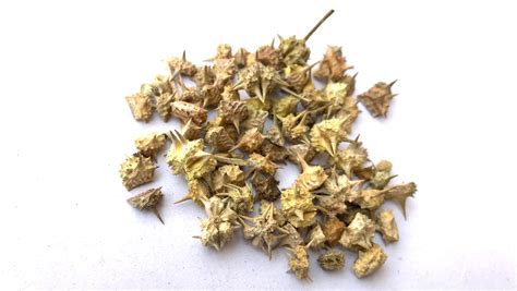 Tribulus Terrestris Para Que Serve Blog Medicinalnaweb