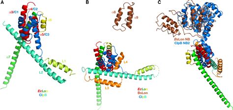 New Insights Into Structural And Functional Relationships Between Lona