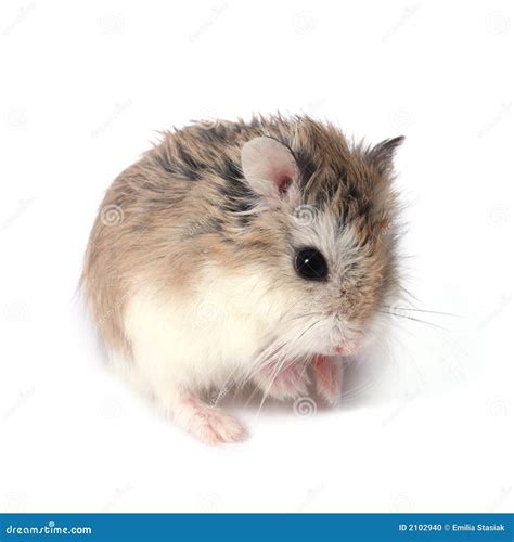 Hamster De Roborovski Photo Stock Image Du Animal Nain 2102940