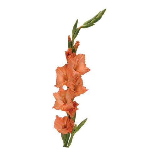 Gladiolus Orange Solefarms