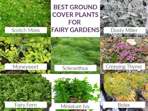 35 Best Fairy Garden Plants And I Ve Tried A Lot Of Plants Fairy Garden Diy