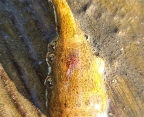 This Strange Cute Fish Is Showing Up In Barnegat Bay And Thats Good