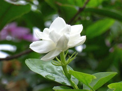 Beautiful Jasmine Flowers Hd Wallpaper Pxfuel