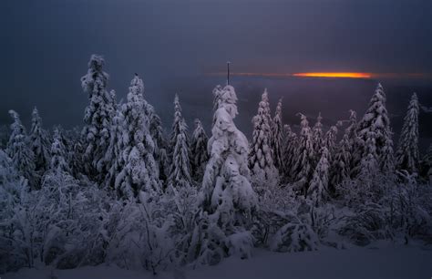 Fondos de pantalla oscuro cielo nieve invierno Árboles niebla