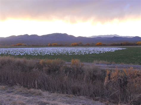 Corner Window Crafts Exploring New Mexico Bosque Del Apache Wildlife