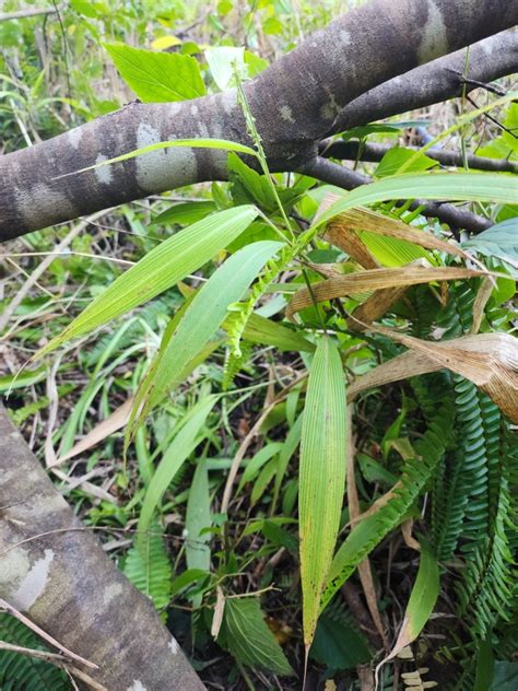 Palmgrass From Beecroft Nsw Australia On June At